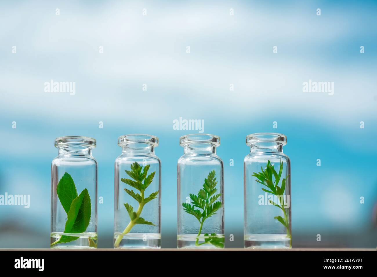Glasflaschen, Reagenzgläser mit Pflanzensprossen auf blauem Himmel. Natürliche Hautpflege, Bio-Kosmetik und Lebensmittel. Stockfoto