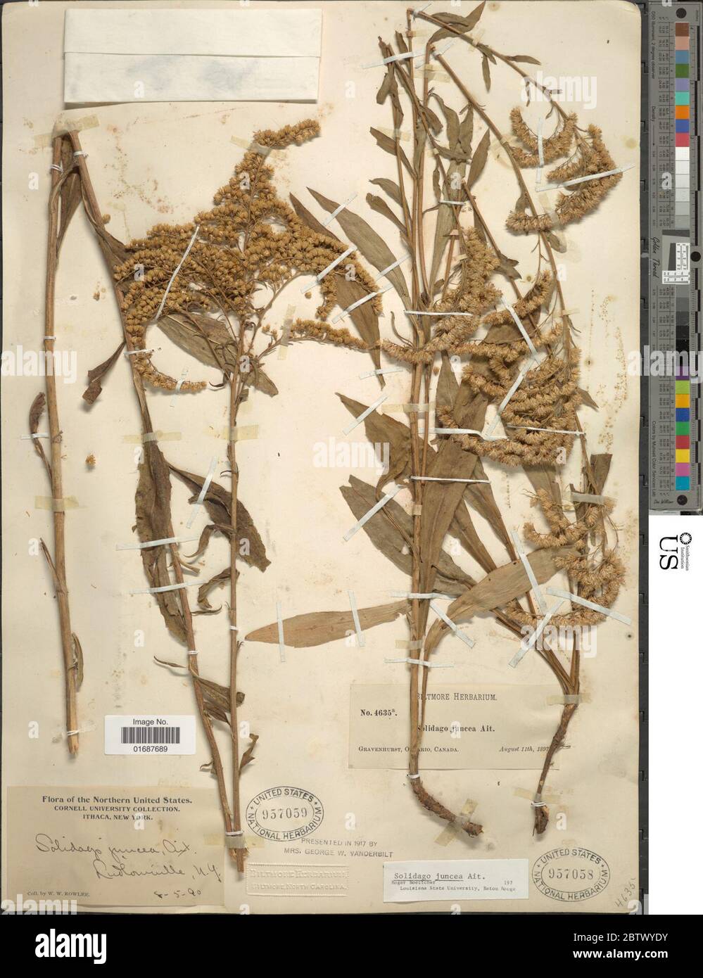 Solidago juncea Aiton. Stockfoto