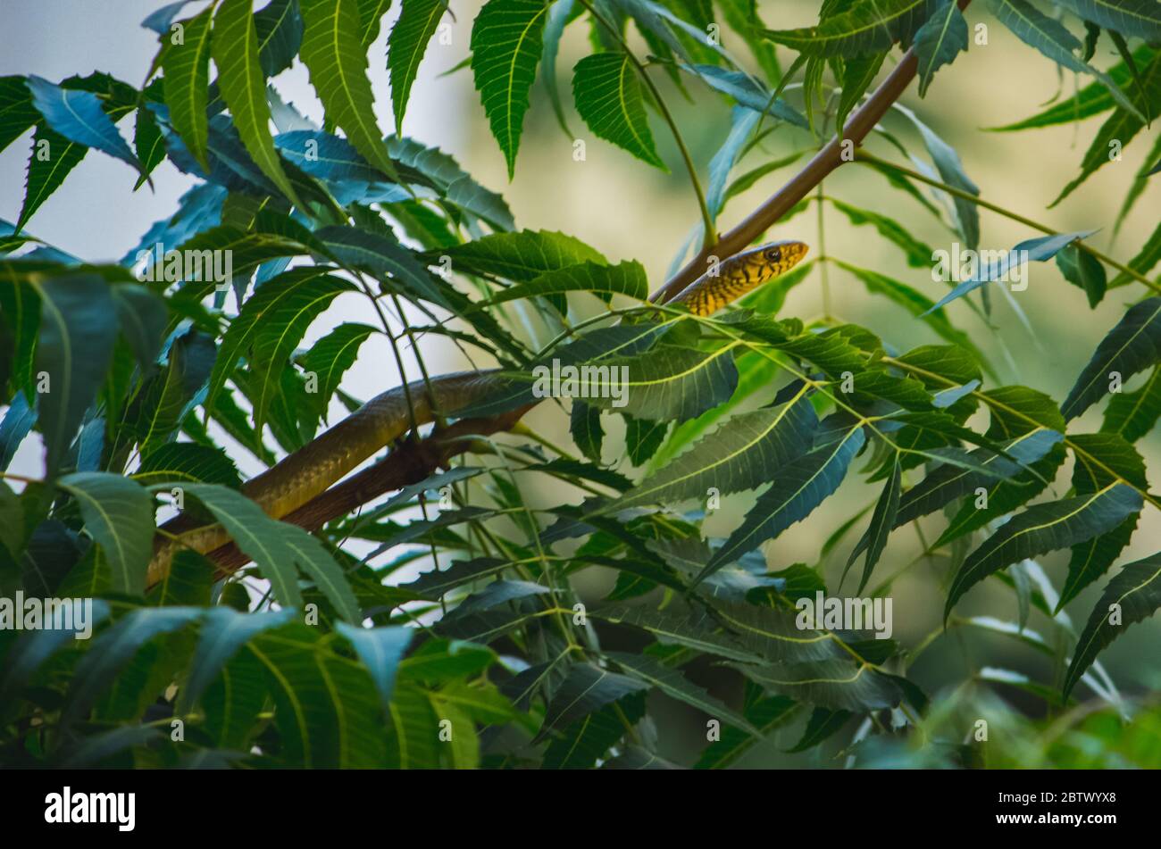 Kleine indische Rattennatter auf dem Neembaum Ast mit grünen Neemblättern.der Schlangenkopf und die Augen sind sichtbar.die Rattennatter ist eine Art von Colubrid Schlange Stockfoto