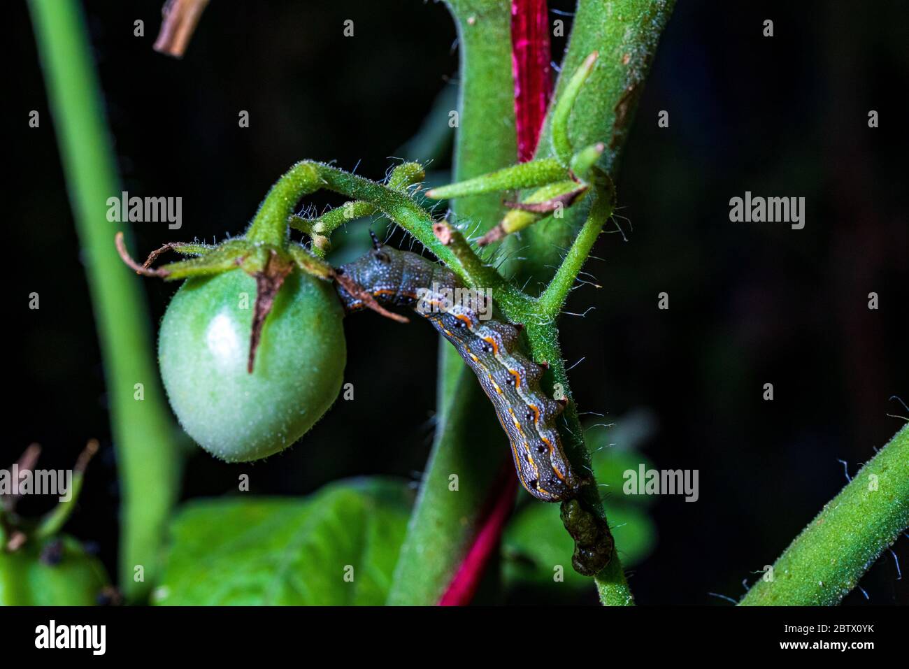 Ein Wurm, der Blätter in einem Tomatenbaum frisst Stockfoto