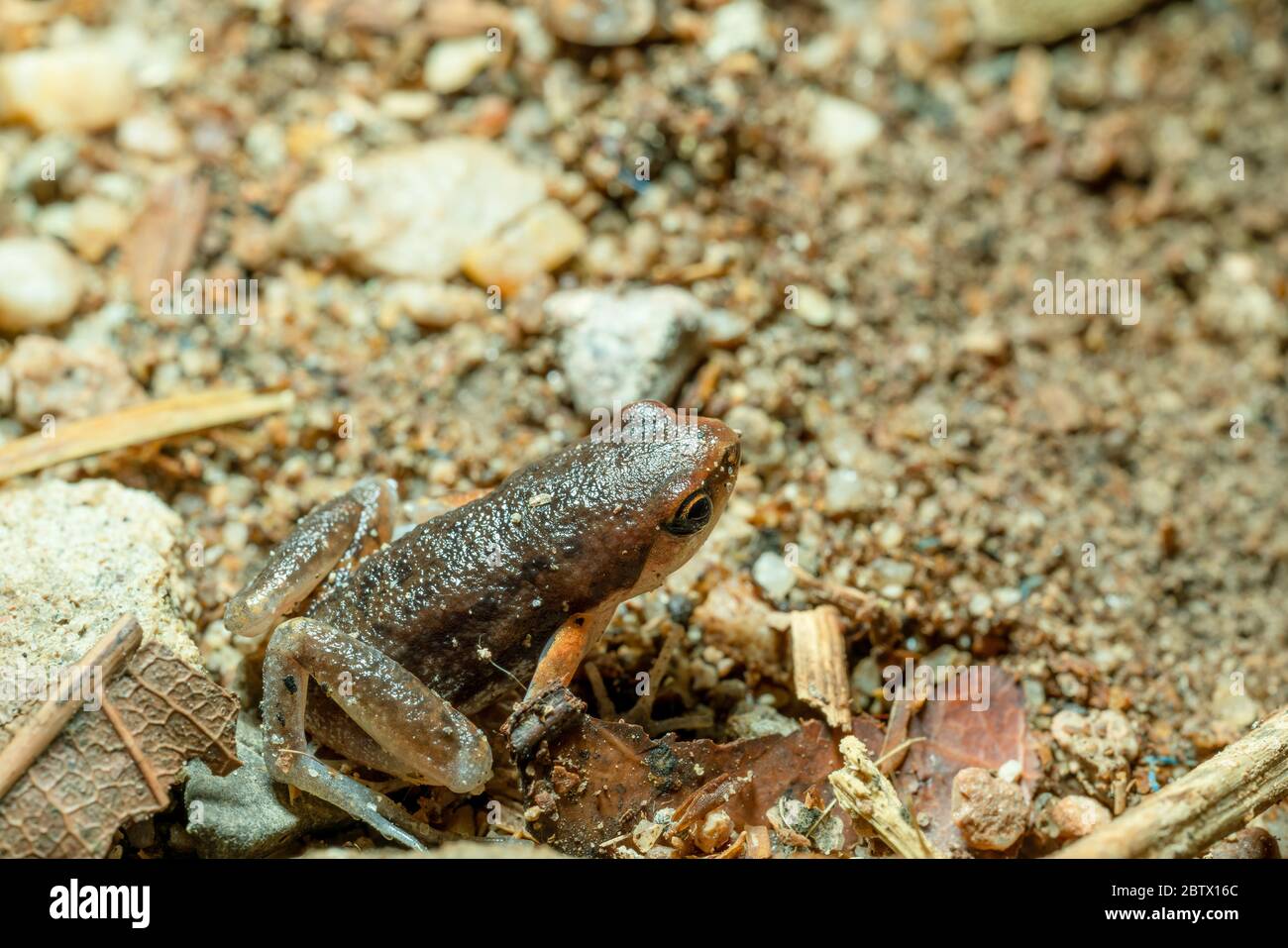 Kunstvolle Chorfrosch (Microhyla fissipes) auf Sandboden ruhend. Stockfoto