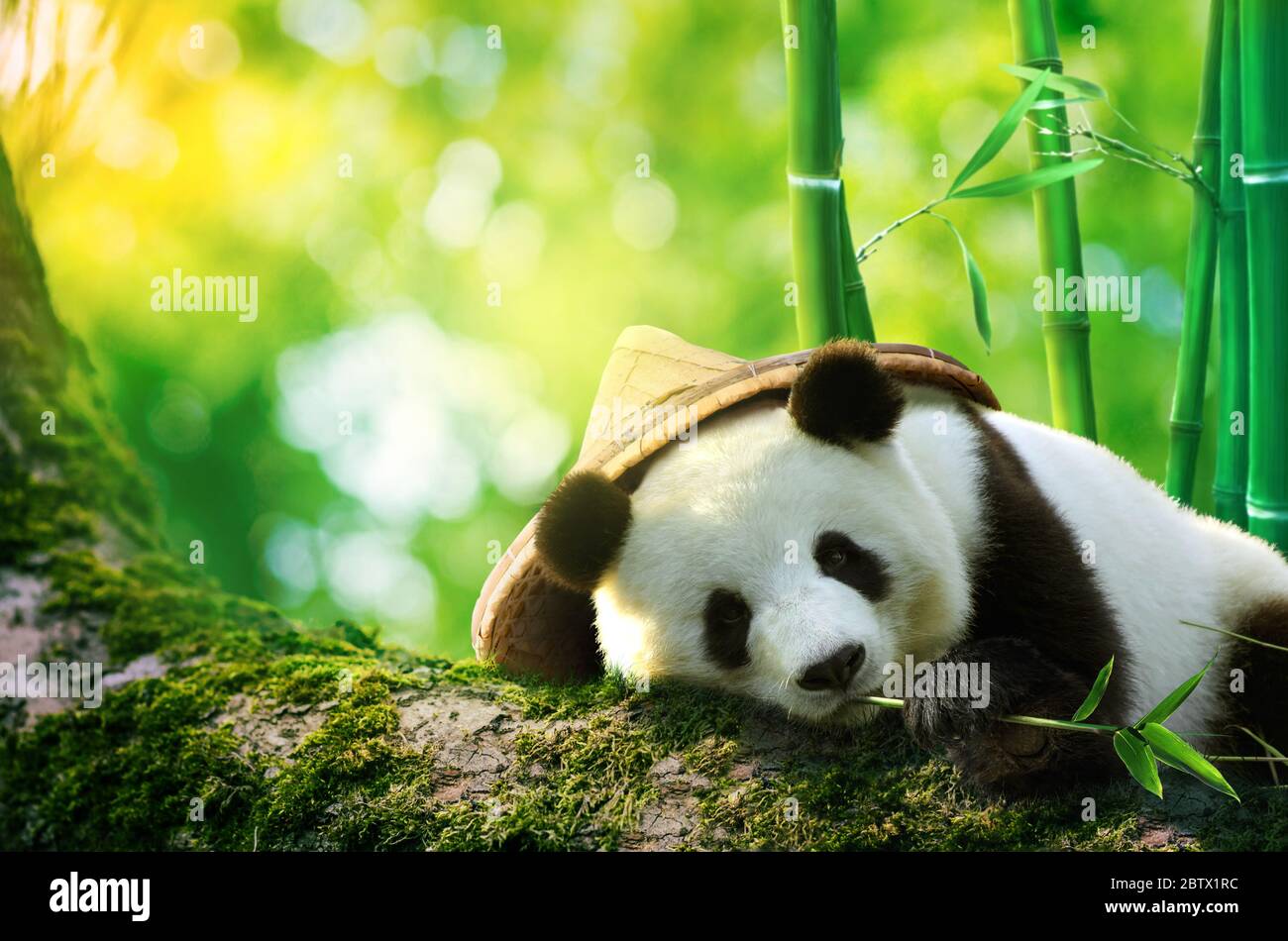 Riesiger Panda trägt einen Bambushut, der in einem Baum ruht und Bambussprossen isst Stockfoto
