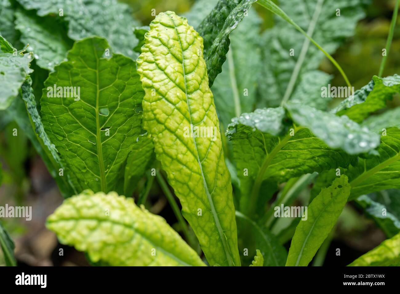 Pflanzen, die Blattprobleme haben, sind gelb. Stockfoto