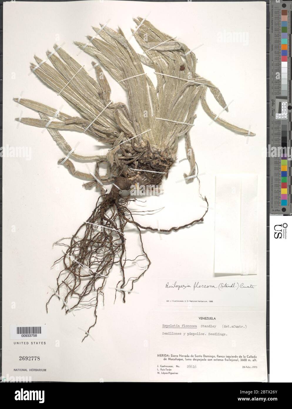 Ruilopezia floccosa Standl Cuatrec. Stockfoto