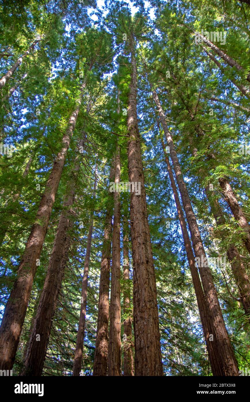 Kalifornische Mammutbäume (Mammutbäume) am Te Mata Peak Stockfoto