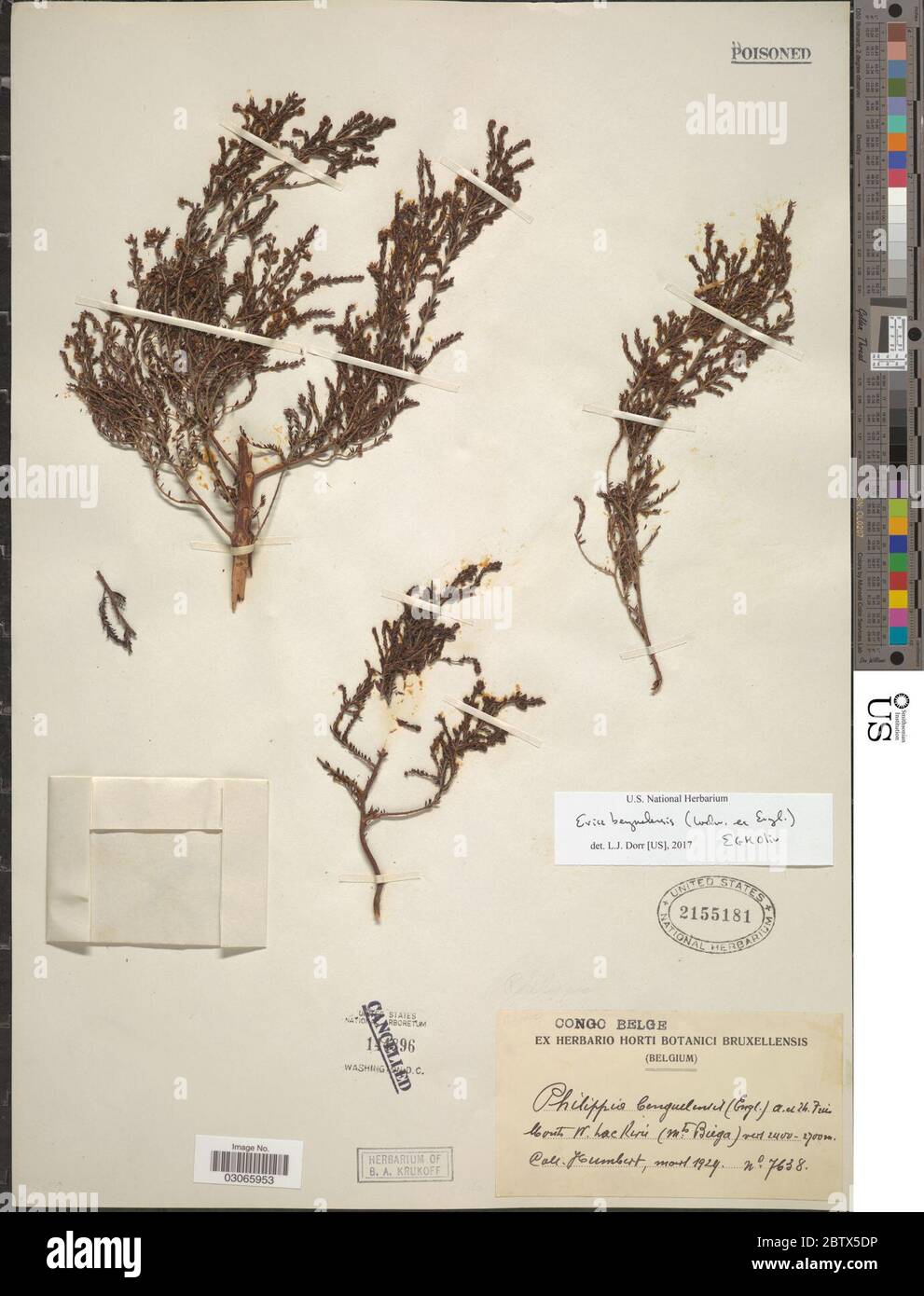Erica benguelensis Welw ex engl. EGH Oliv. Stockfoto