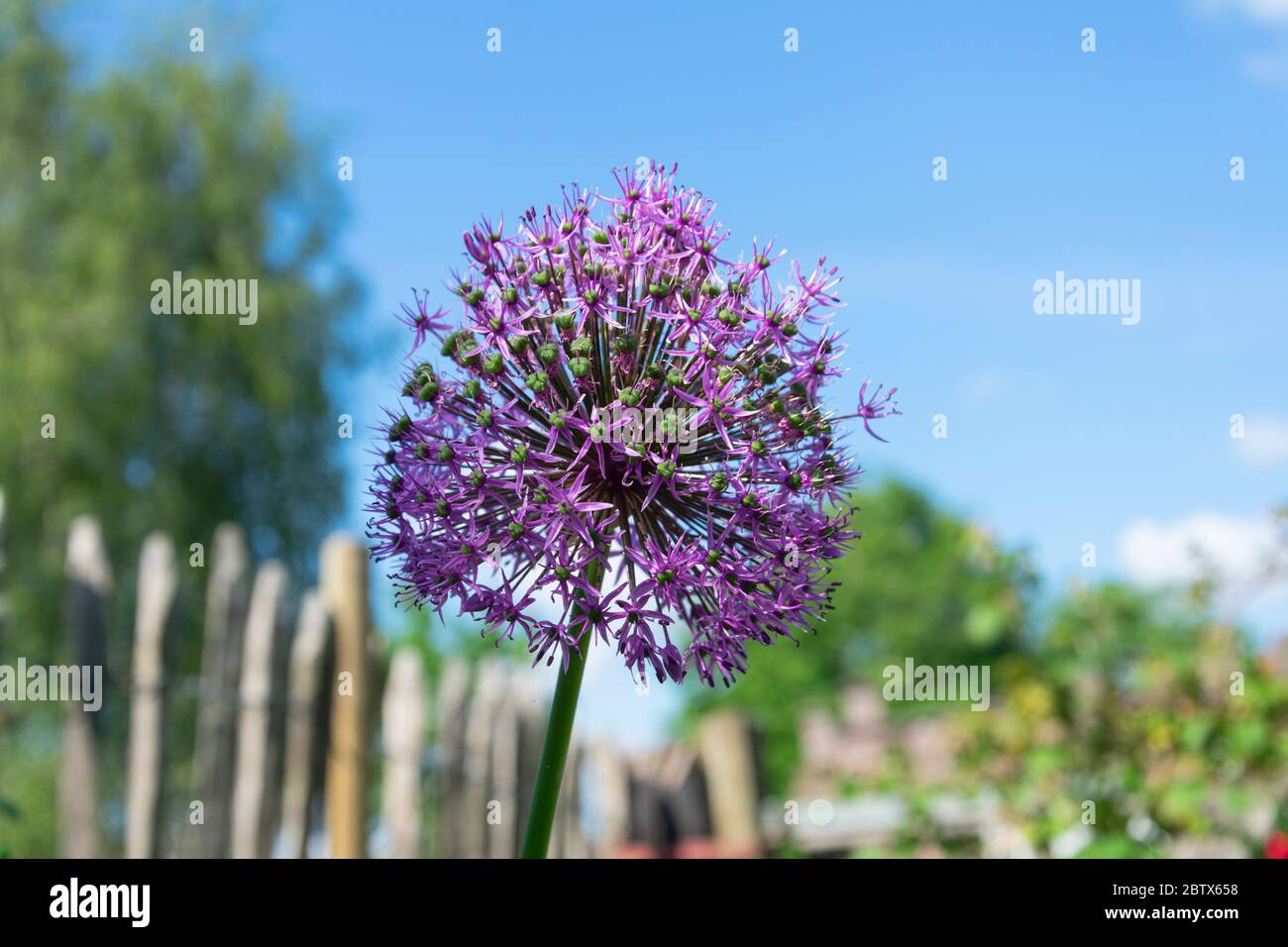 Allium ornamental Zwiebel ist eine große lila Zwiebel, die aus mehr als 1500 kleinen Blüten Stockfoto