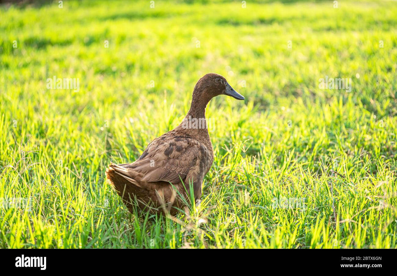 Khaki Campbell Enten, die zu Fuß auf grünem Gras genießen.... Stockfoto