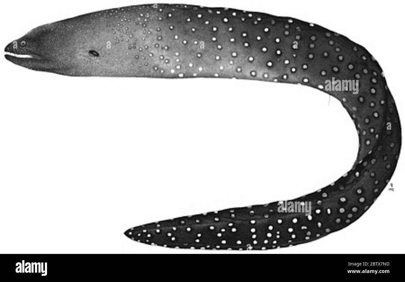 Gymnothorax xanthostomus Snyder. Holotyp, 821 mm; tt-2639; Wirbel 4/52/13614 Dez 20151 Stockfoto