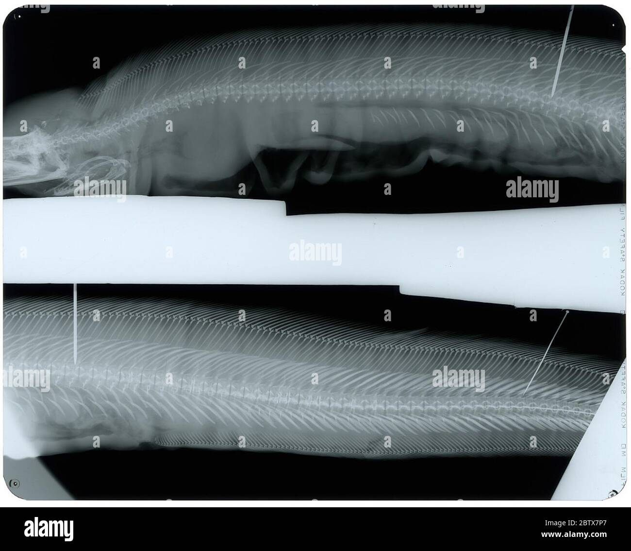 Gymnothorax steindachneri Jordan Evermann. Holotyp, 600 mm; Original-Nr. 03775; Wirbel 5/49/13114 Jun 20181 Stockfoto