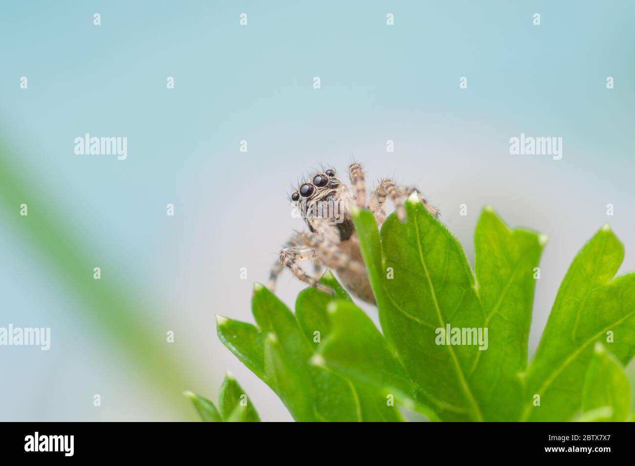 Graue Wand Spinne springen, Menemerus bivittatus Klettern Stockfoto