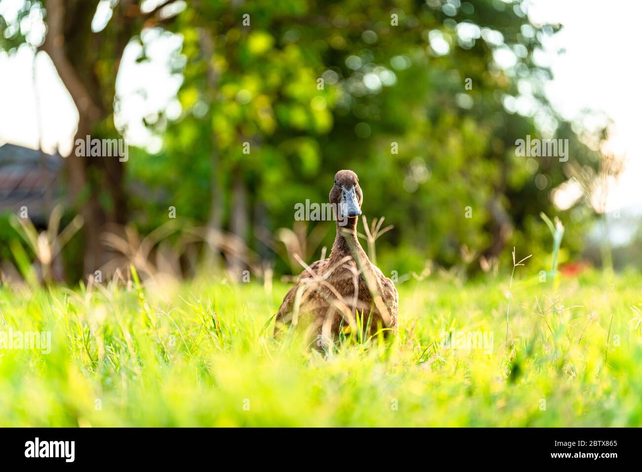 Khaki Campbell Enten, die zu Fuß auf grünem Gras genießen.... Stockfoto