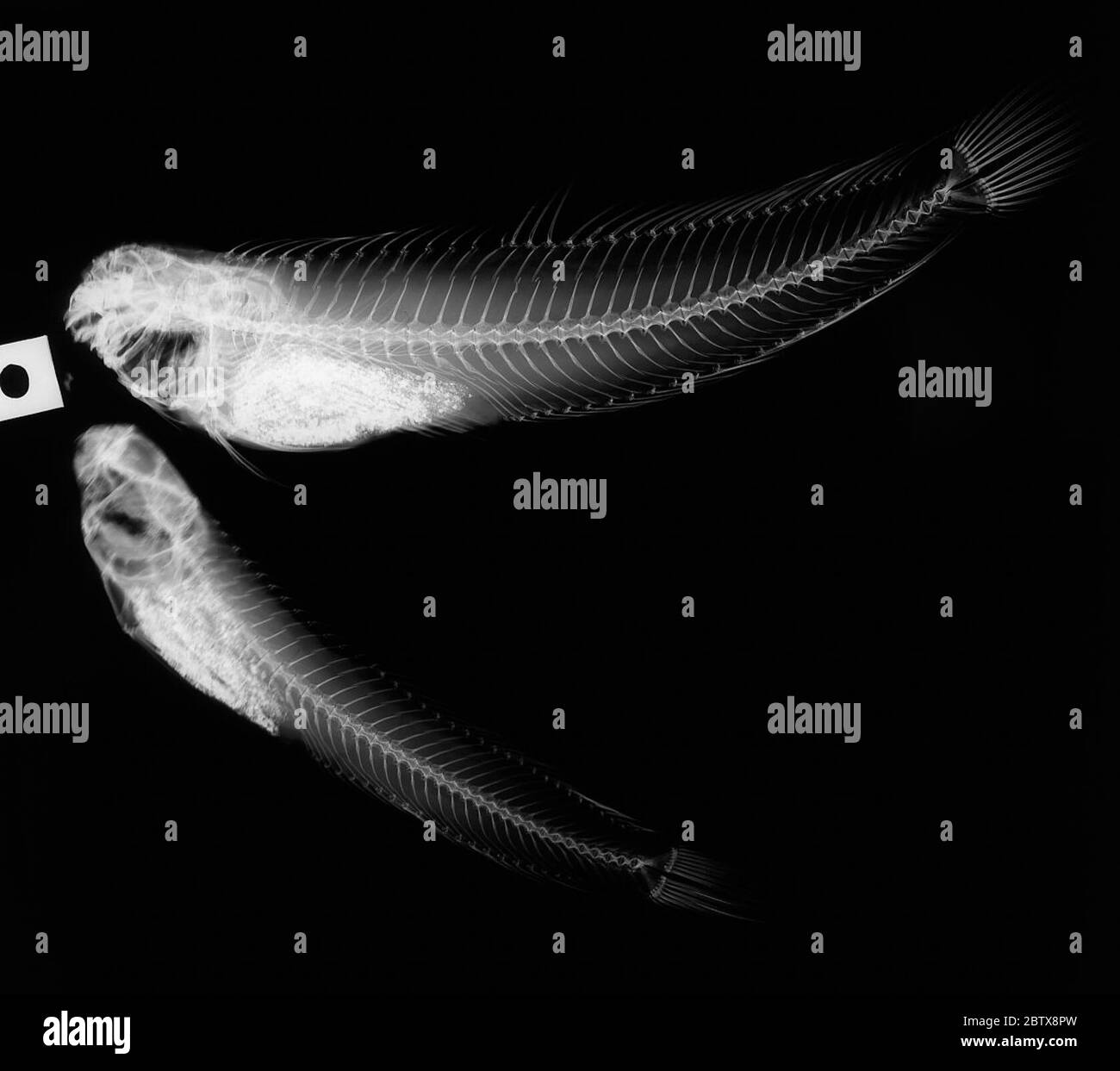 Istiblennius bellus. 25 März 20202 Stockfoto