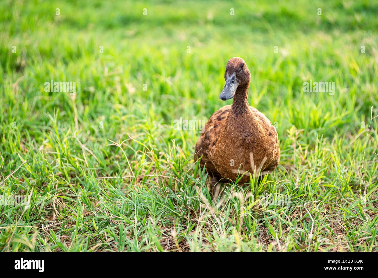 Khaki Campbell Enten, die zu Fuß auf grünem Gras genießen.... Stockfoto