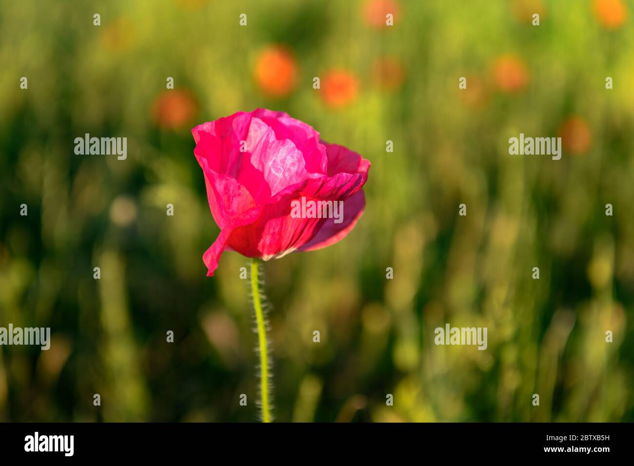 Rosa Mohn Blume in England Stockfoto