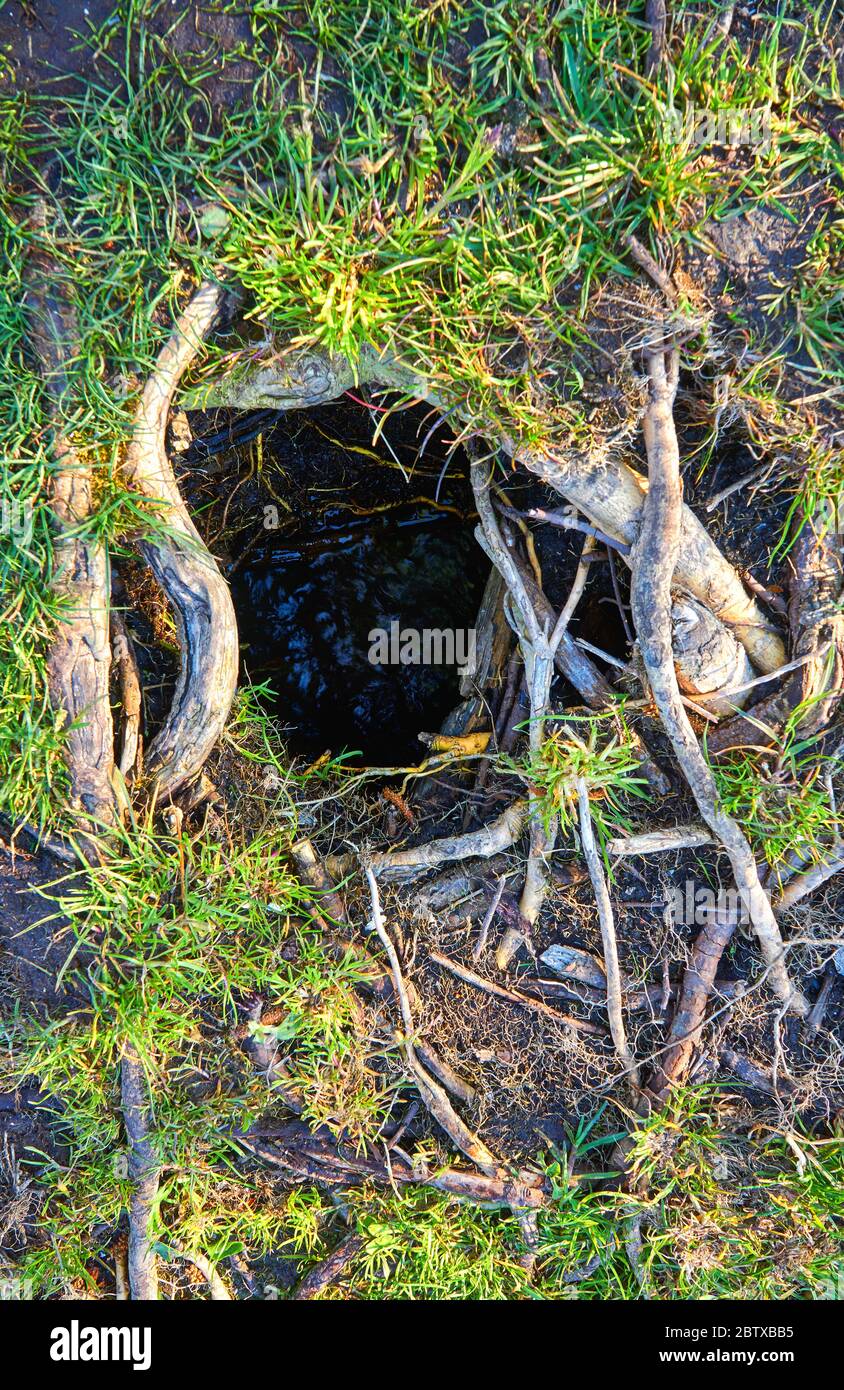 Dunkles Wasserloch zwischen Wurzeln und grünem Gras. Natur Hintergrund. Stockfoto