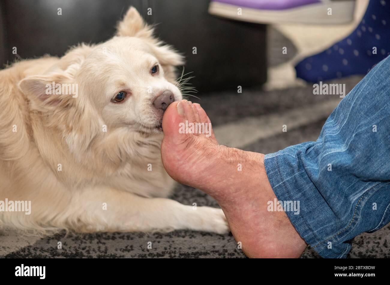 Hund Leckt Fusse Ab