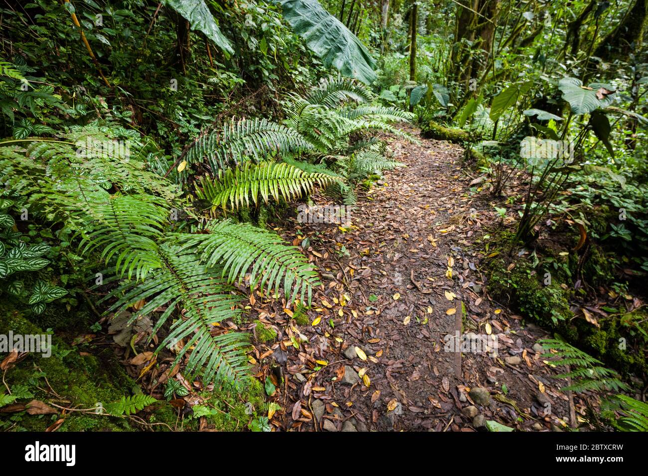 Üppige Vegetation und Wanderweg im Unterholz des Nebelwaldes des La Amistad Nationalpark, Provinz Chiriqui, Republik Panama. Stockfoto