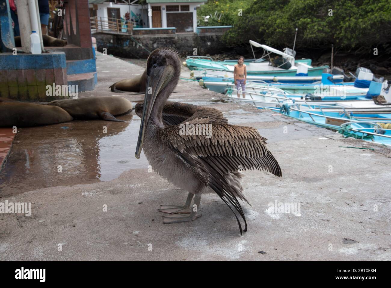 Brauner Pelikan wartet auf dem Fischmarkt von Puerto Ayora auf Santa Cruz auf den Galapagos Inseln auf einen Snack. Stockfoto