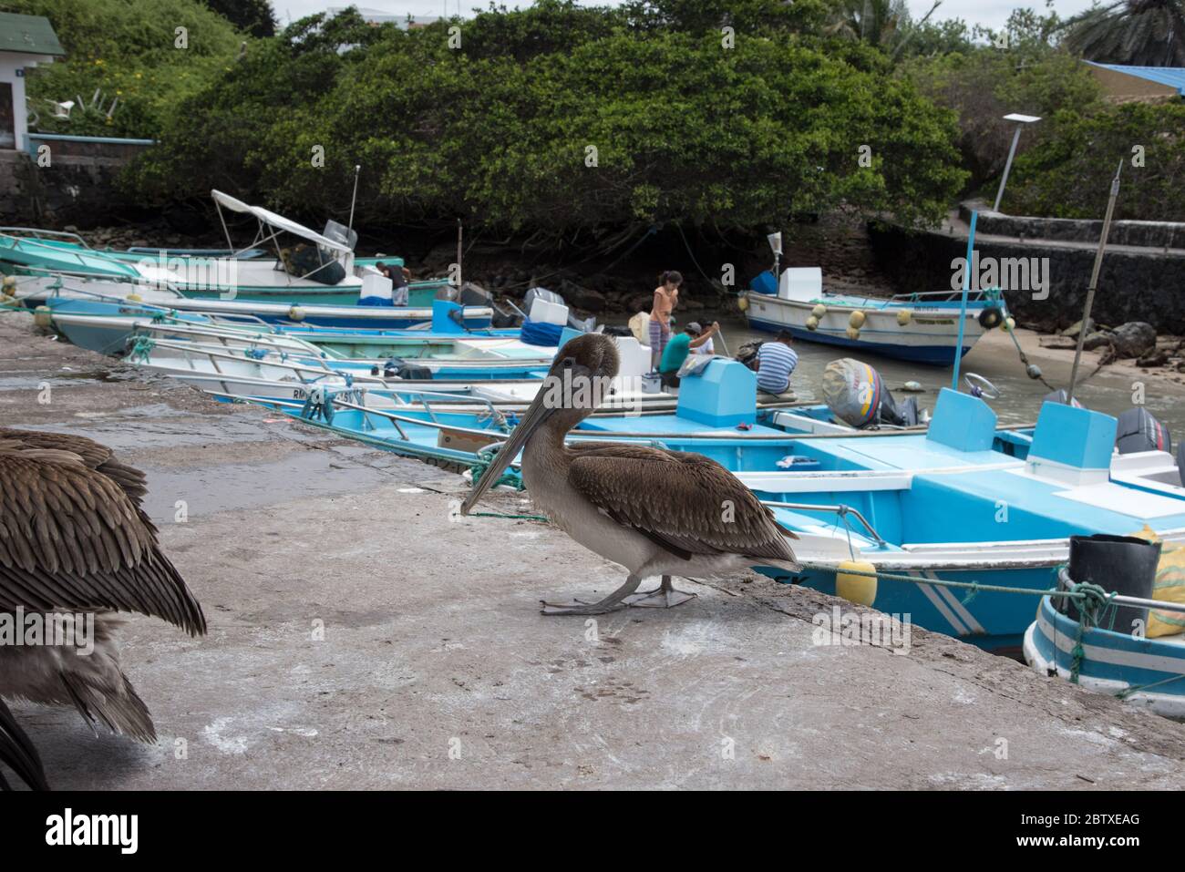 Brauner Pelikan wartet auf dem Fischmarkt von Puerto Ayora auf Santa Cruz auf den Galapagos Inseln auf einen Snack. Stockfoto