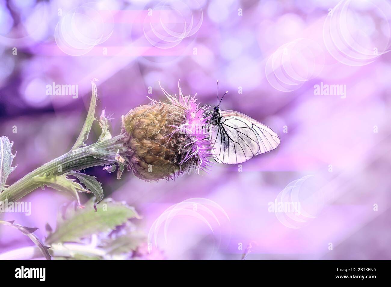 Rosa Sommermorgen auf der Wiese - filigranes künstlerisches Bild. Makro des weißen Schmetterlings auf lila Rhaponticum carthamoides Blume - romantisch getönten Sprossen Stockfoto