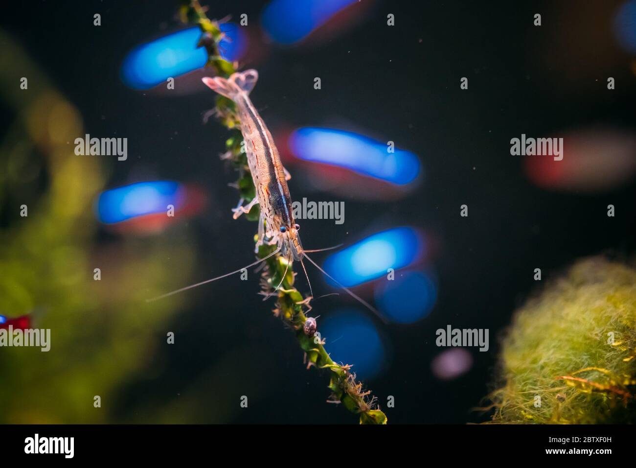 Amano Garnelen oder Japanische Garnelen Schwimmen im Wasser. Stockfoto