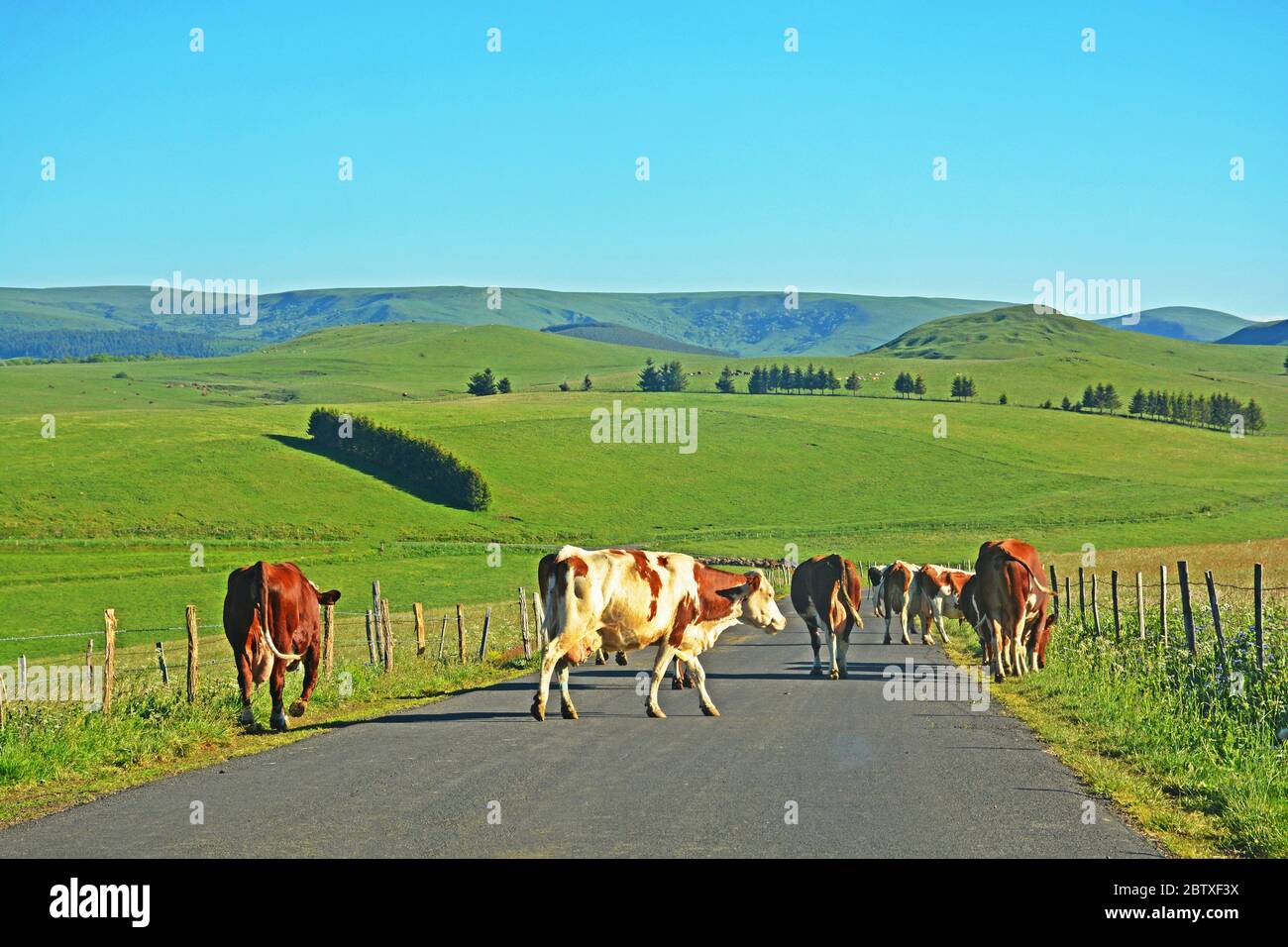 Herde Kühe auf einer Bergstraße, Cezallier, Puy-de-Dome, Auvergne, Frankreich Stockfoto
