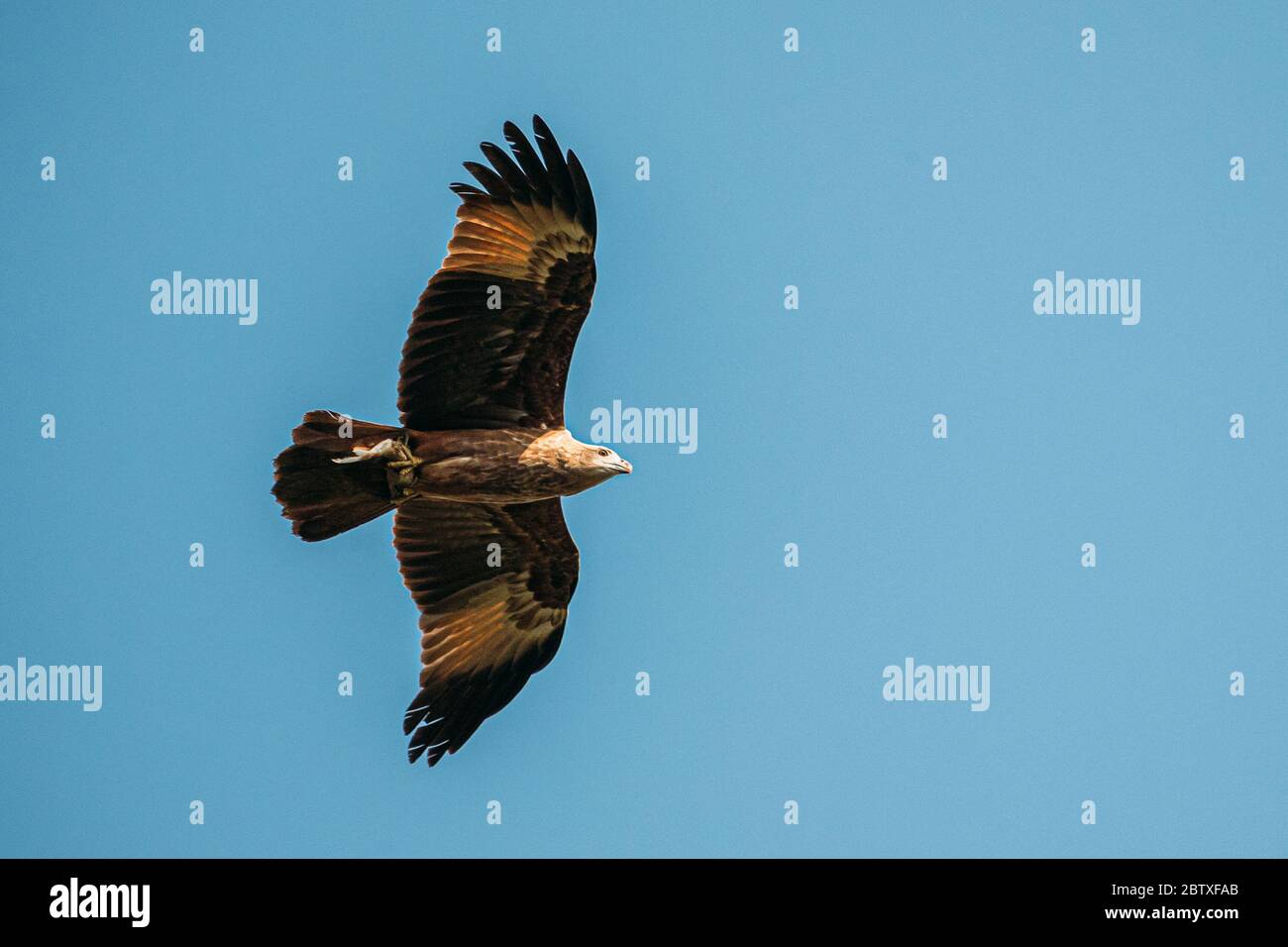 Goa, Indien. Brahminy Kite Mit Fisch In Pfoten Fliegen Im Blauen Himmel. Stockfoto