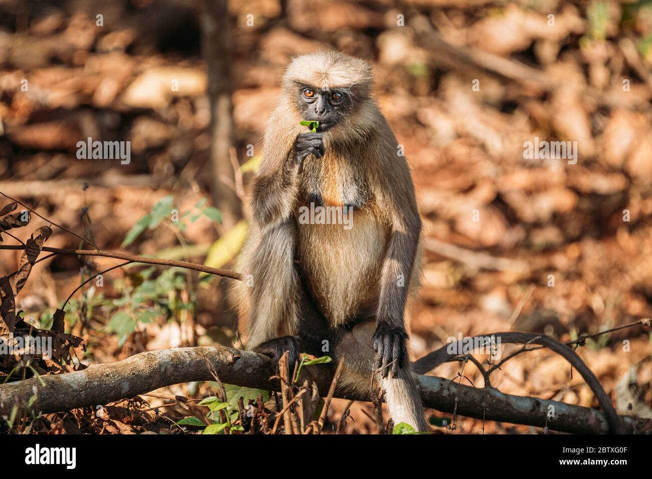Goa, Indien. Grauer Langur-Affe isst frische Blätter auf einem Zweig auf Waldboden. Stockfoto