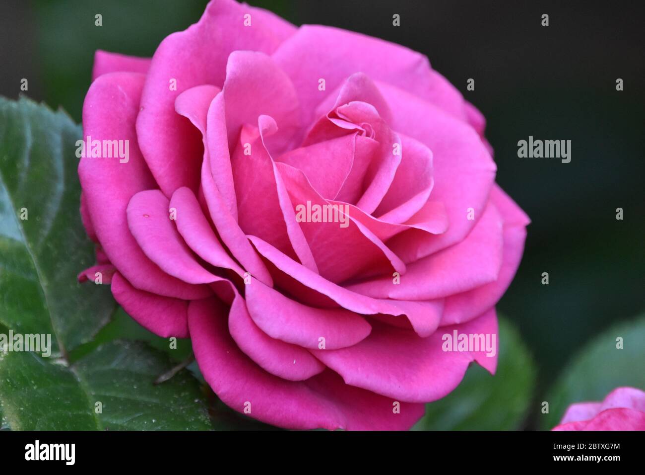 Ein Foto einer schönen rosa Rose mit einem schönen dunklen Hintergrund Stockfoto