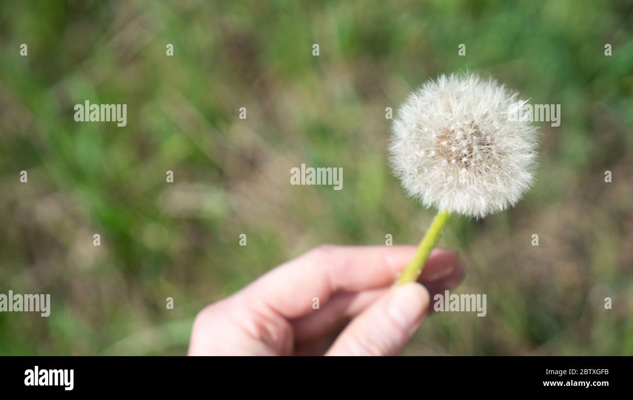 Flauschige Löwenzahn-Samen. Makro-Taraxacum-Saatkopf. Ein Kopf von Löwenzahn in der Hand auf grünem Hintergrund Stockfoto