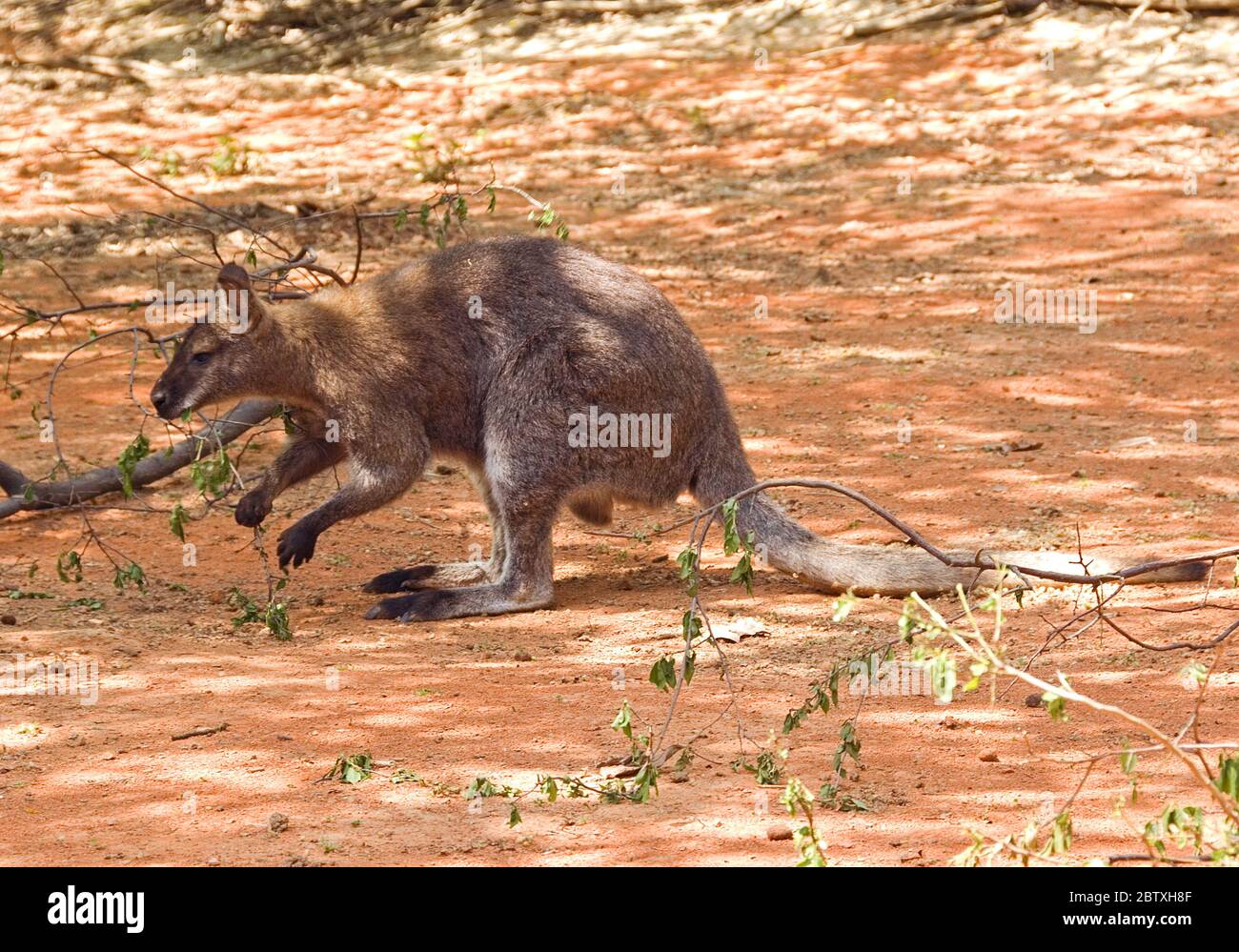 Rothalswallaby - Macropus rufogriseus, beliebtes Säugetier aus australischen Büschen und Savannen. Stockfoto