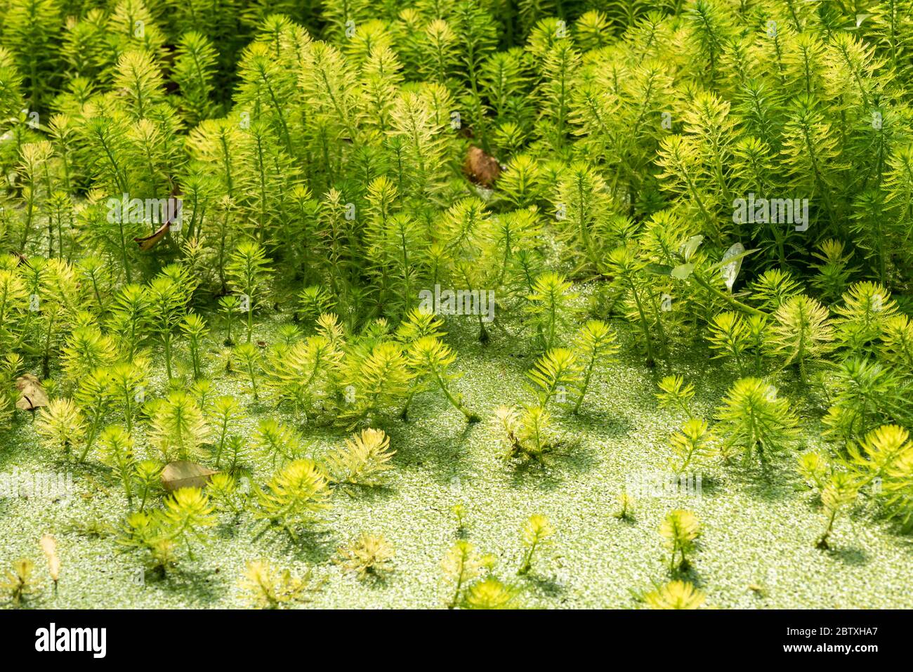 Eukalyptus und Papageienfeder Myriophyllum aquaticum grüne Blätter