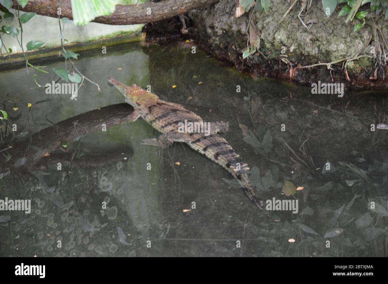 Nahaufnahme von Krokodil im Zoo Stockfoto