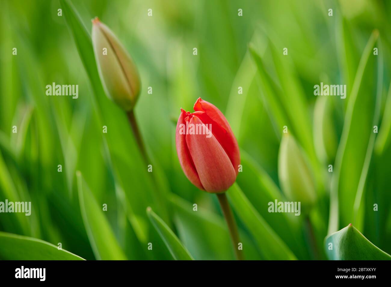 Rote Tulpen (tulpa) blühend in einem Garten, Oberpfalz, Bayern, Deutschland, Europa Stockfoto