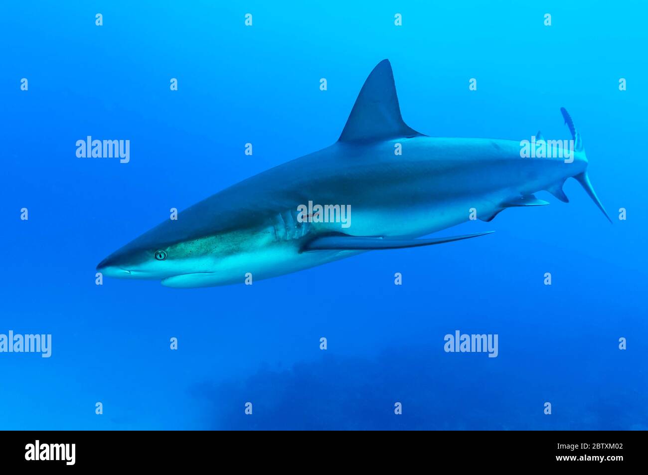 Schwarzspitzenhai (Carcharhinus limbatus), blaues Wasser, Atlantischer Ozean, Karibik, Bahamas Stockfoto