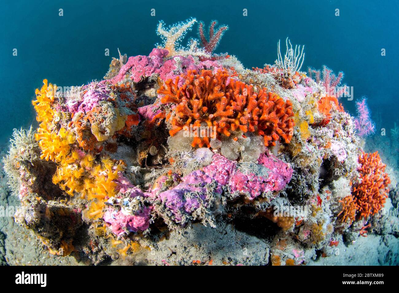 Scheinbare Korallenkolonien auf einem Plateau Korallenriff, Meeresschutzgebiet, Küste Cote Agathoise, Herault, Occitania, Frankreich Stockfoto