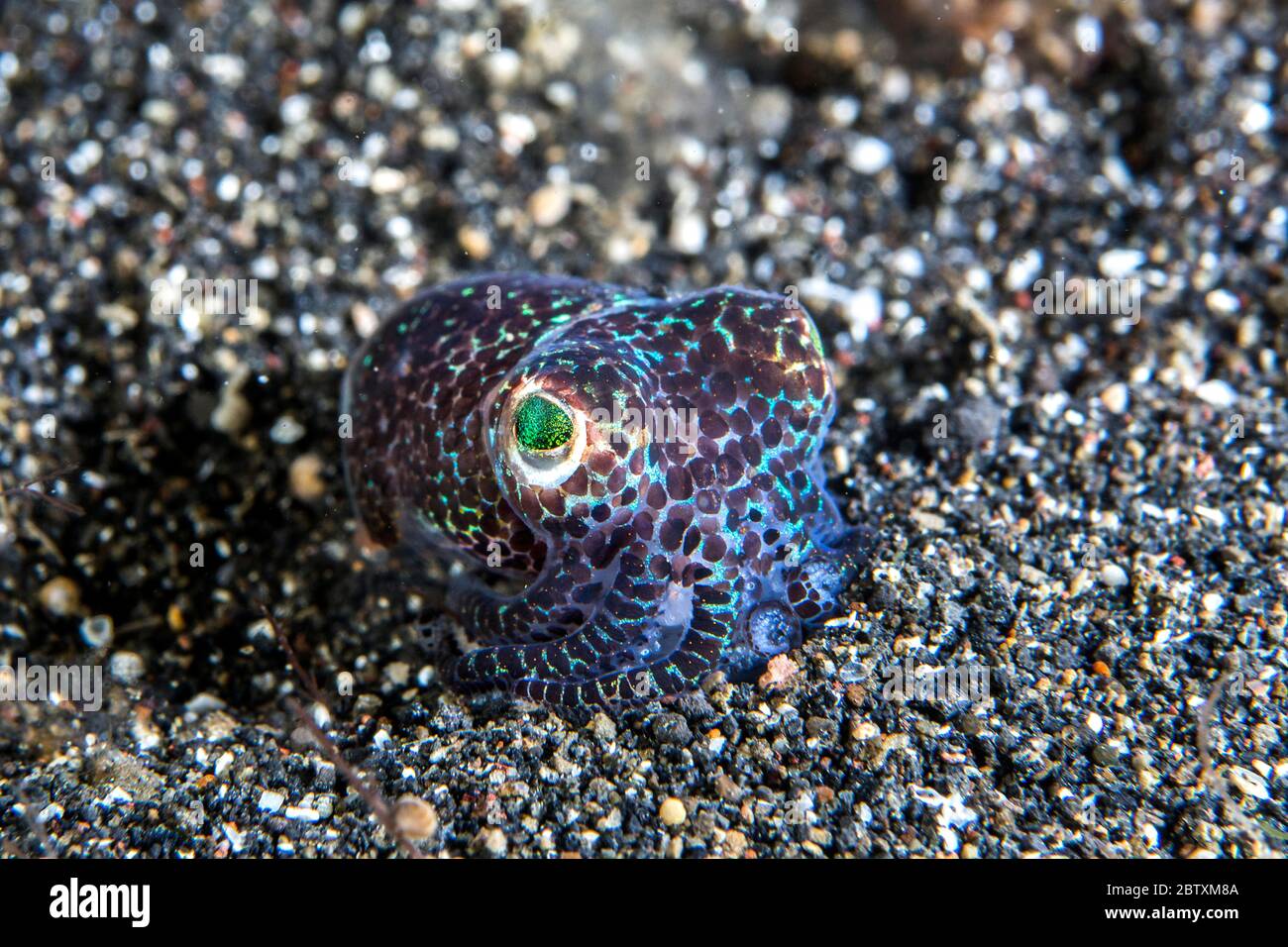 Bobtail-Tintenfisch (Sepiolida), Lembeh-Meerenge, Indonesien Stockfoto