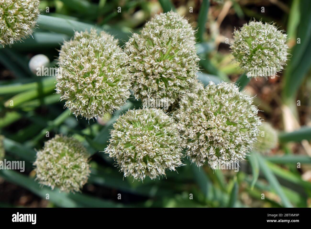 Allium ledebourianum Stockfoto