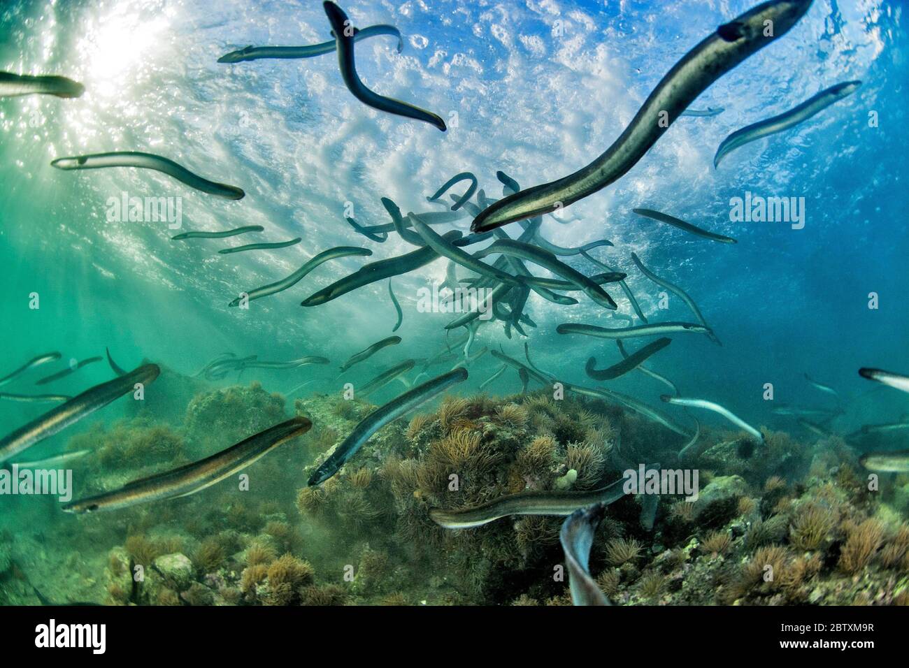 Europäische Aale (Anguilla anguilla), Studie über die Bewirtschaftung der Bestände, Downstream, Port of Sete, Herault, Okzitanien, Frankreich Stockfoto