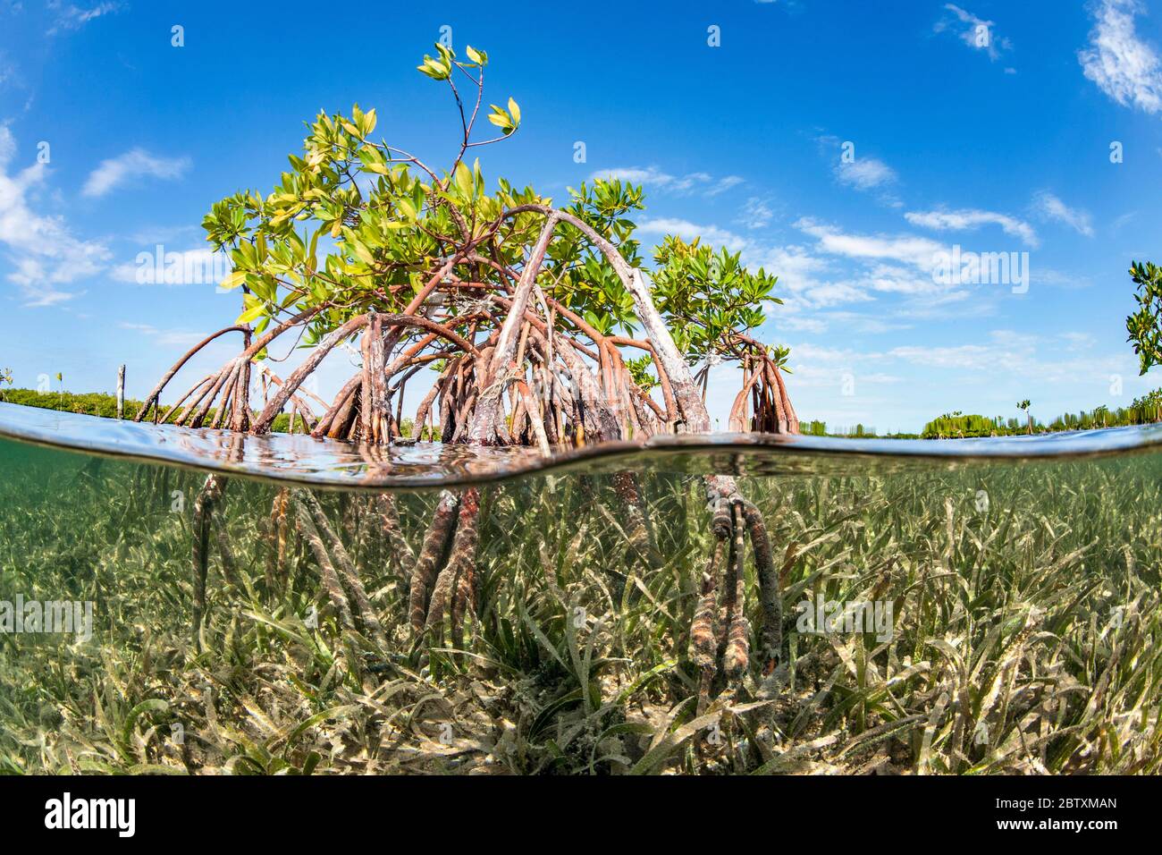 Mangroven, Wurzeln im Wasser, Mangroveninsel, Split-Level-Aufnahme, Queen National Marine Park, Kuba Stockfoto