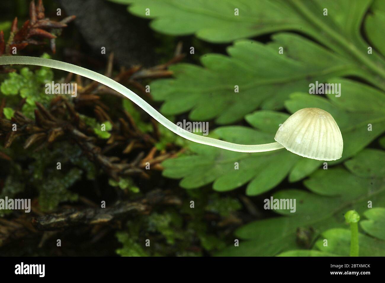 Feenpilz (Hemimycena) Stockfoto