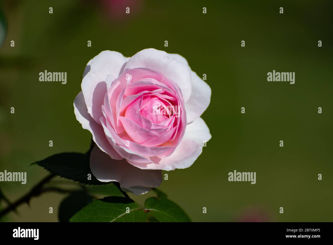 Eine wunderschöne rosafarbene Rosenblume vor hellgrünem Hintergrund in einem englischen Landgarten Stockfoto