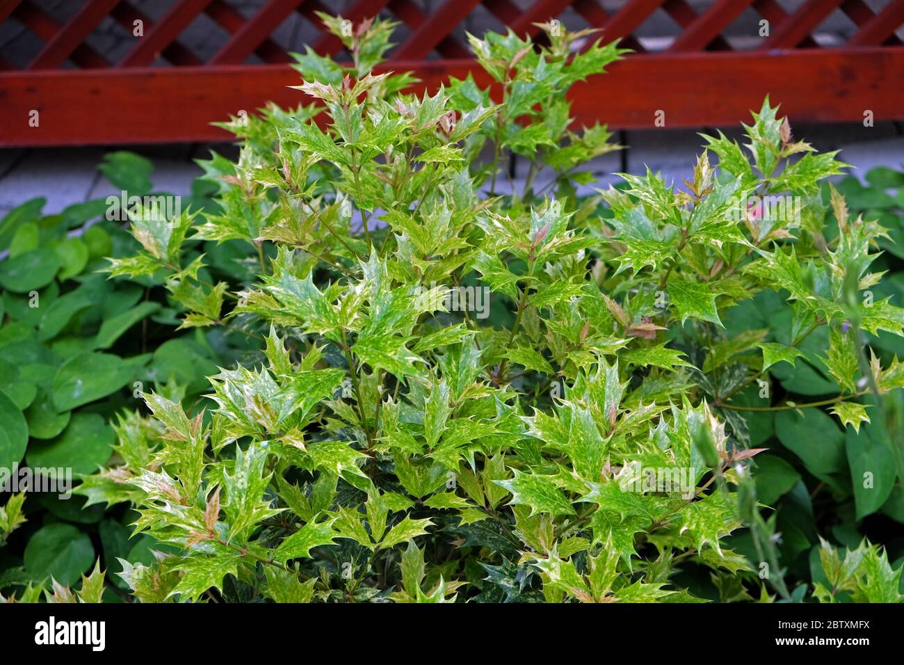 Osmanthus heterophyllus 'tricolor' Stockfoto