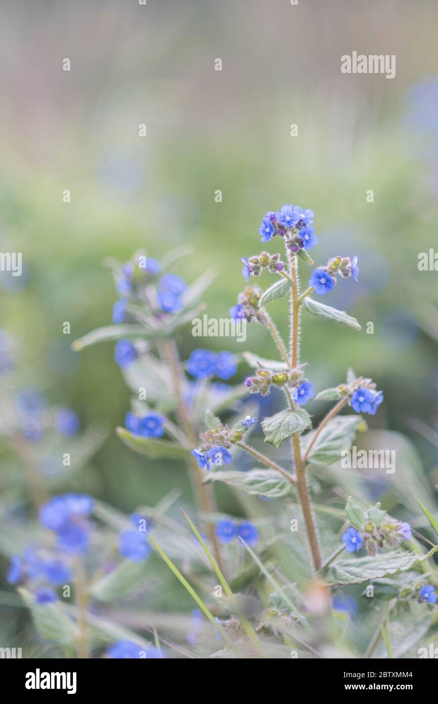 Die winzigen zarten hübschen blauen Blüten der grünen Alkanet-Pflanze. Pentaglottis sempervirens. Stockfoto