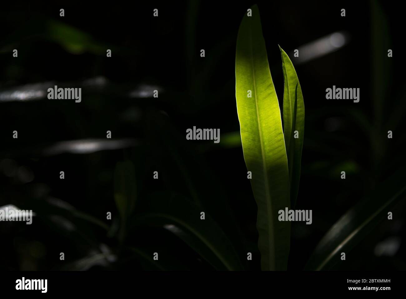 Ein Blatt, das von getupfeltem Sonnenlicht hinterleuchtet wird, das an einem dunklen Ort in einem Garten wächst. Stockfoto