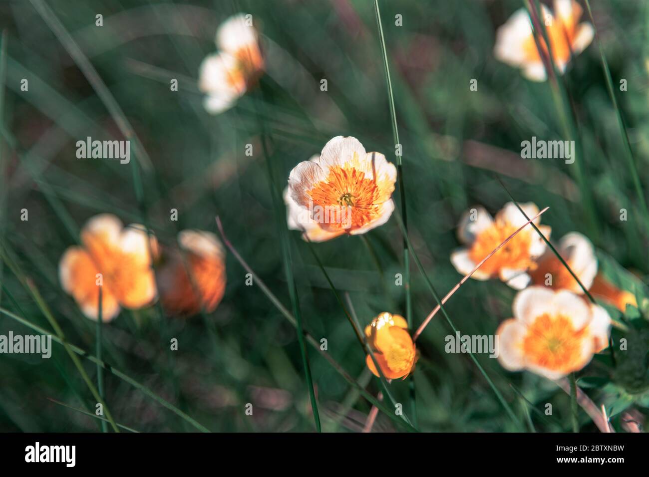Marsh Marigold Caltha palustris blüht, flache Schärfentiefe. Stockfoto