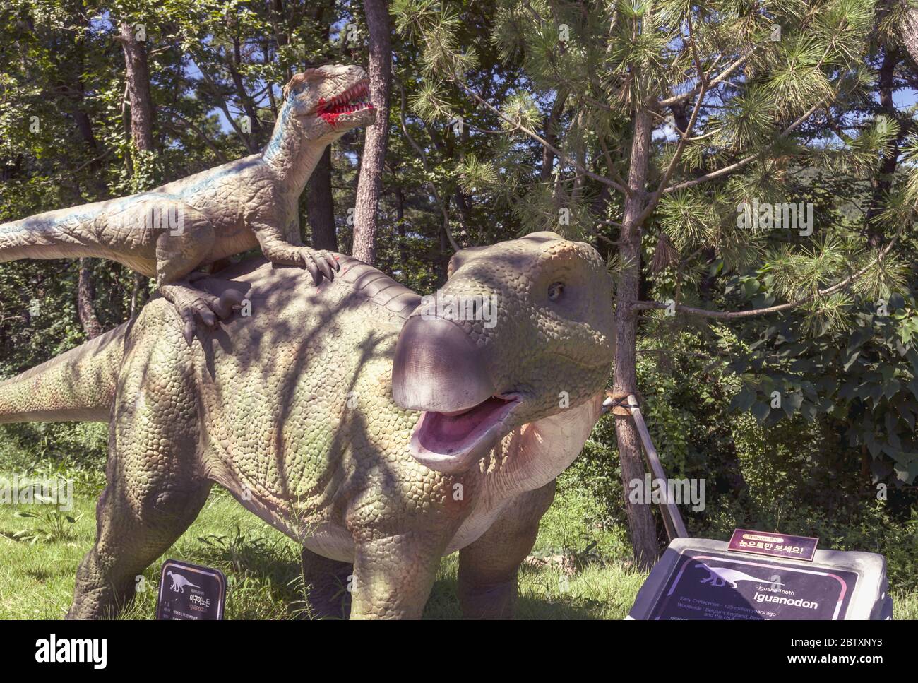 Busan, Südkorea, 14. September 2019: Skulpturen von Iguanodon und Angriff auf sie adazavr im Amnam Park Stockfoto