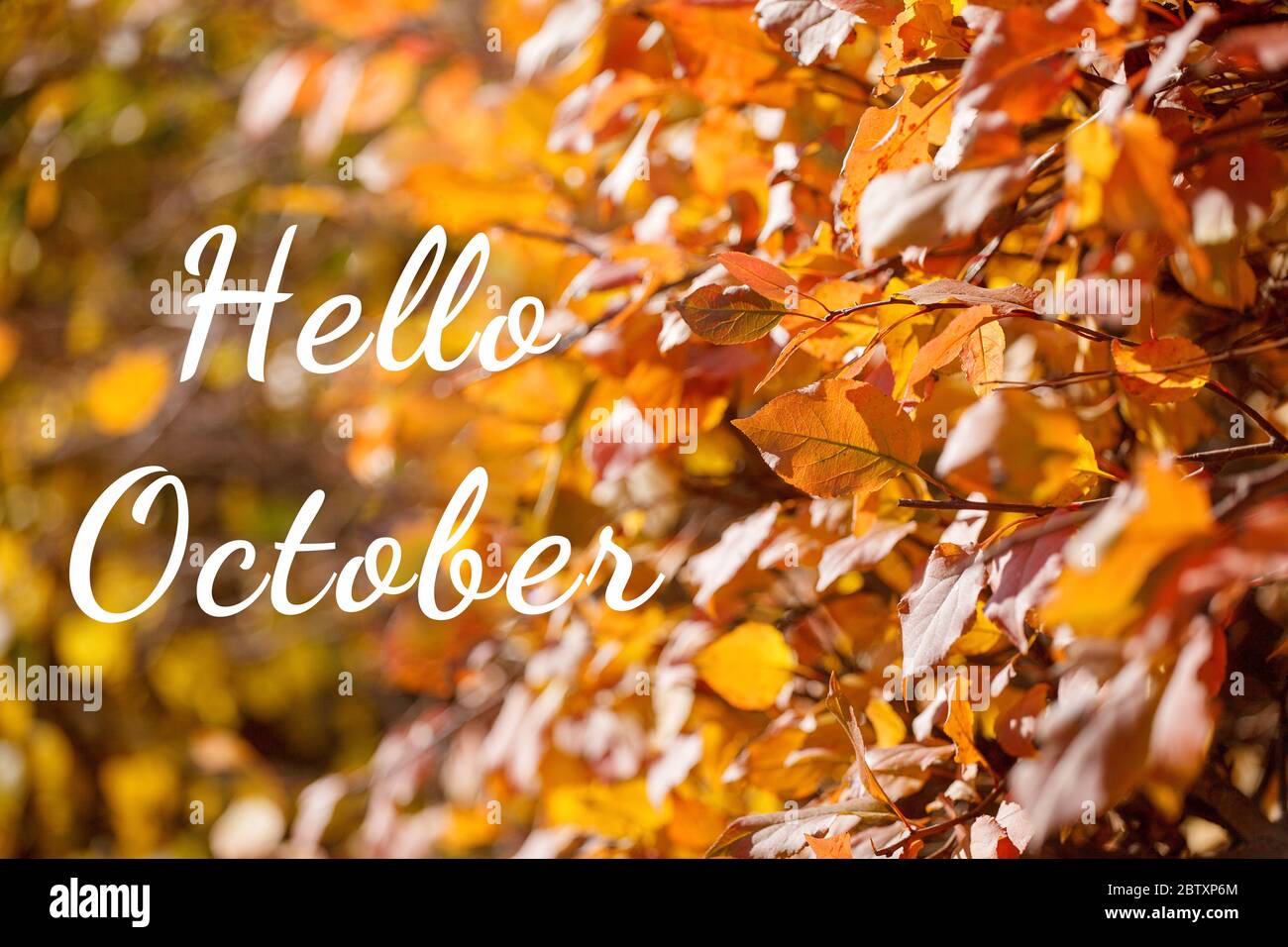 HALLO OKTOBER HERBST schöne Herbstlandschaft mit gelben Bäumen und Sonne. Farbenfrohe Blätter im 