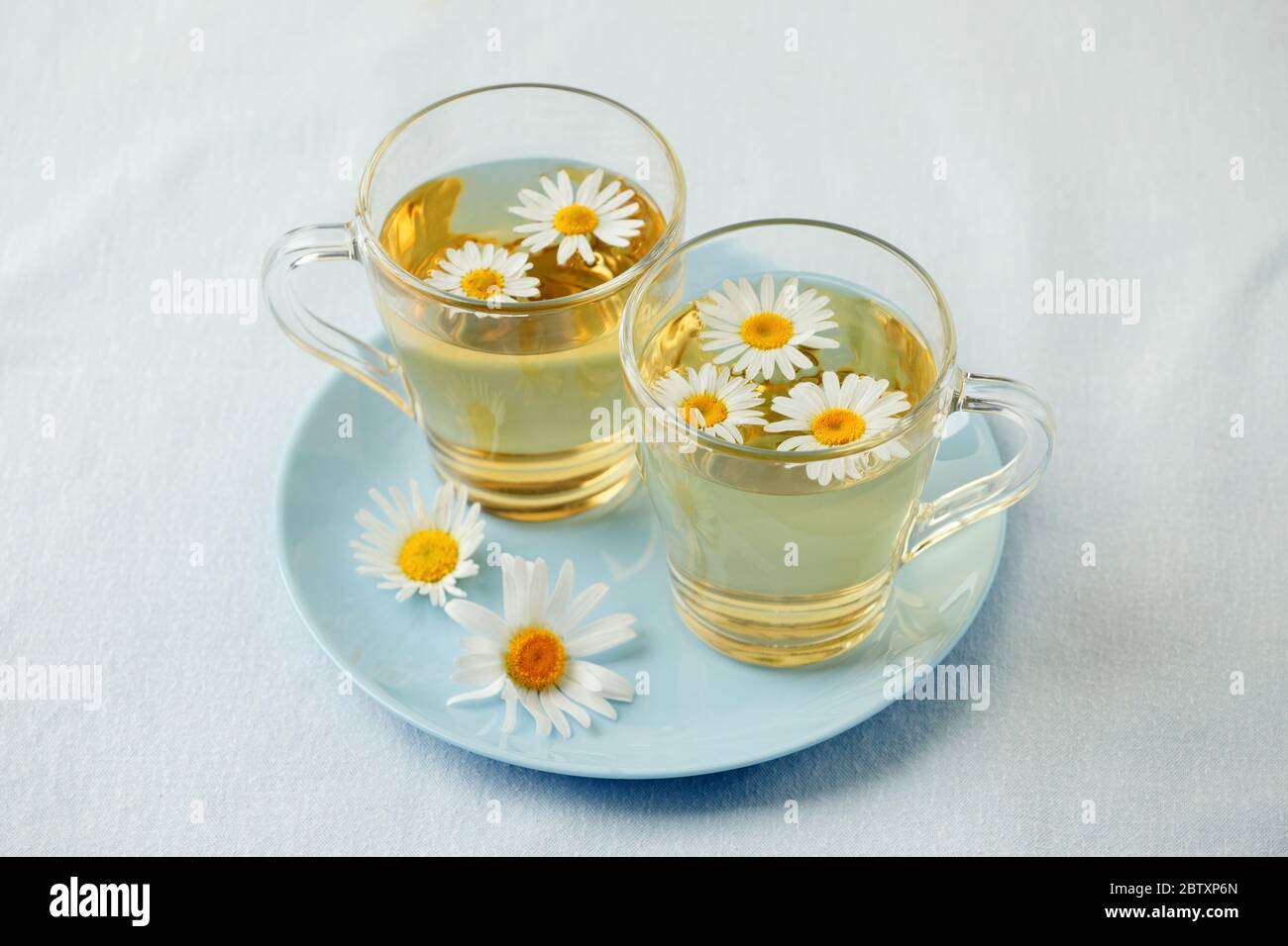 Kräutertee mit frischen Kamillenblüten in Glas Teetasse auf blauem Teller, saisonale Erkältungen Grippe alternative Behandlung, Antidepressivum und ein Heilmittel Magen c Stockfoto